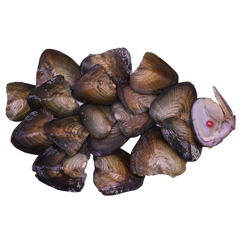 JNMM Freshwater Round Oyster Pearl Cultured Oysters with Pearls Inside 20 PC (6-8mm) - Image 4